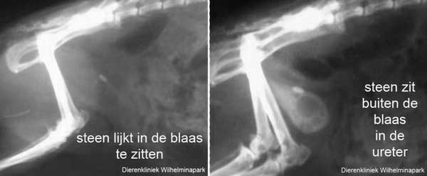Op de rntgenfoto is te zien dat de steen in de ureter zit en niet in de blaas